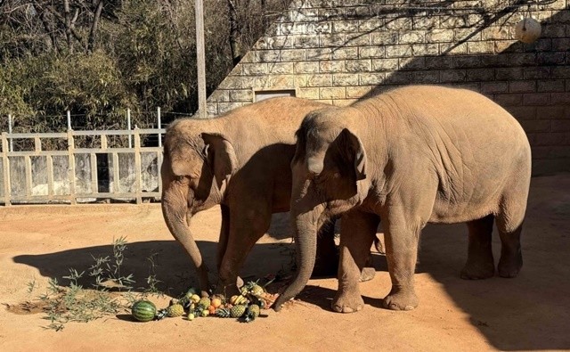 코끼리 과일시루