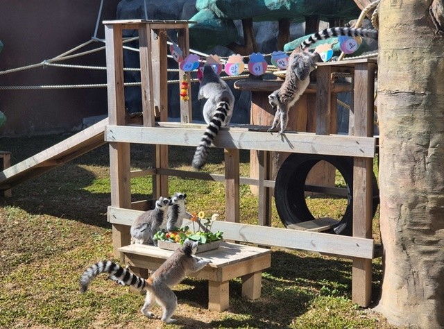 알락꼬리여우원숭이 열대과일