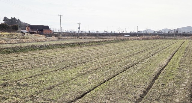 맥류 생육 재생기 작물 재배 현장