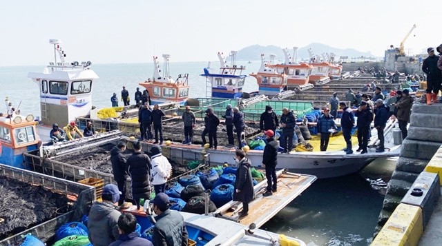 진도 물김 위판