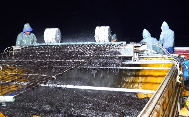 진도 물김 채취 작업