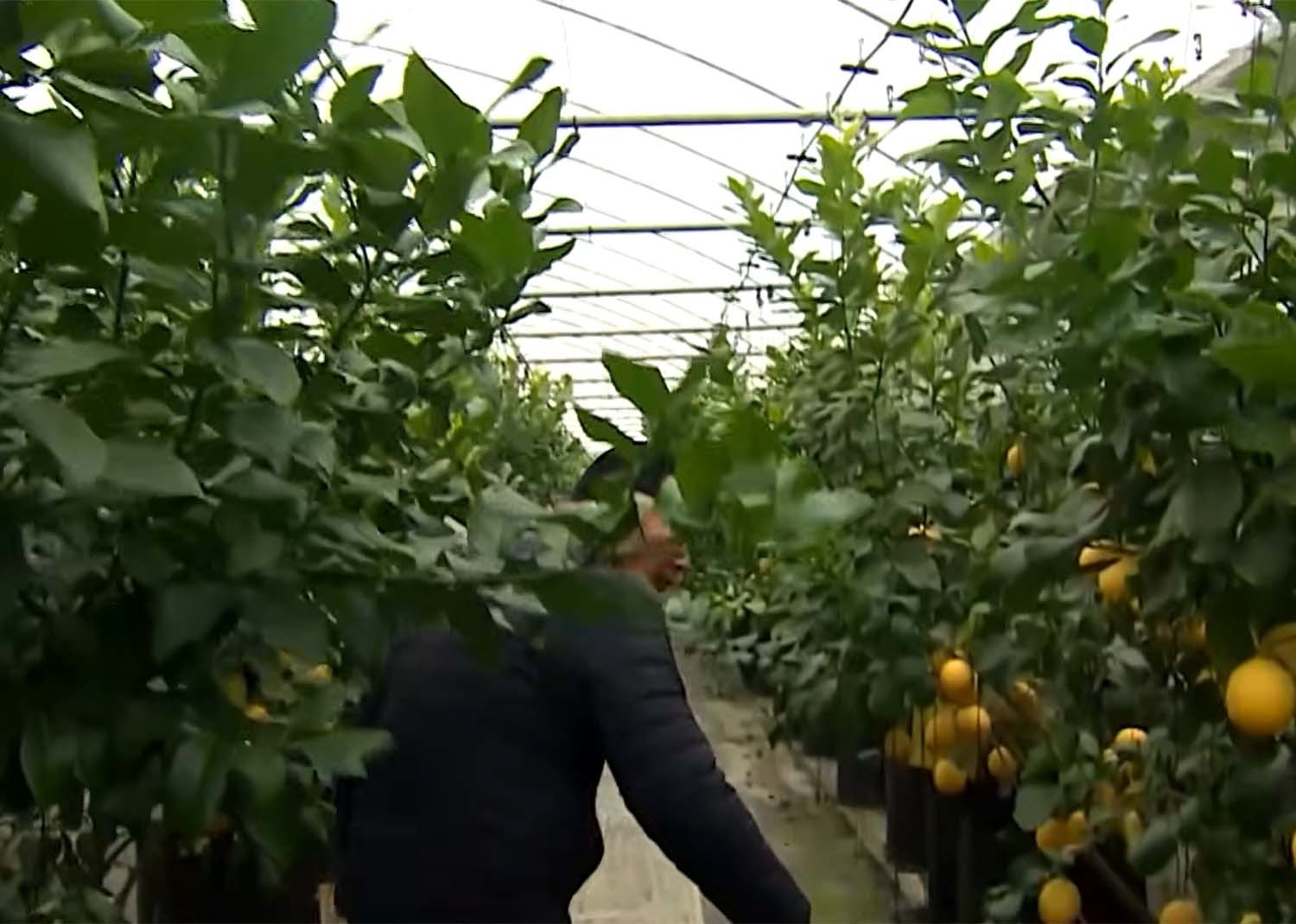 순수 국산 혈통의 레몬 '제라몬'. / KBC