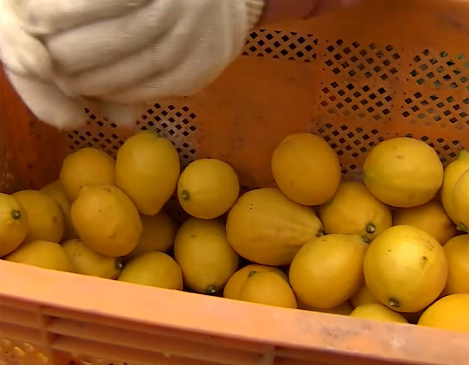 순수 국산 혈통의 레몬 '제라몬'. / KBC