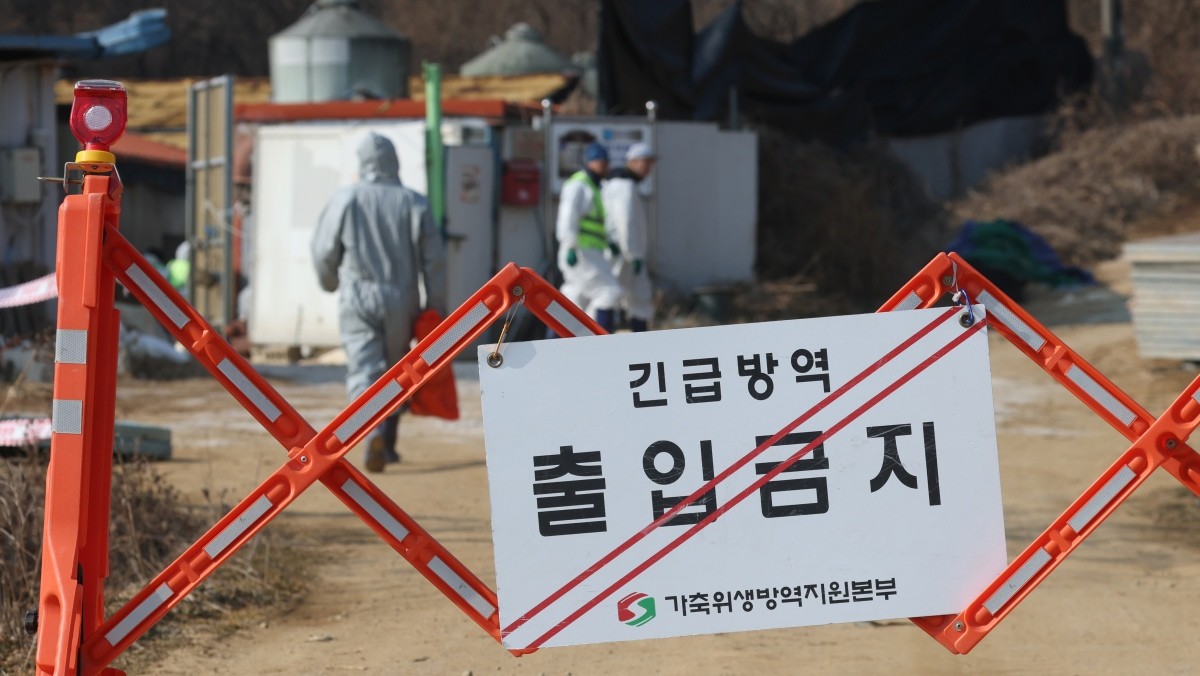 지난 20일 경기 평택시의 한 양돈농장에서 고병원성 아프리카돼지열병(ASF) 발생해 방역당국이 통제 및 방역 작업을 하고 있다. / 뉴스1