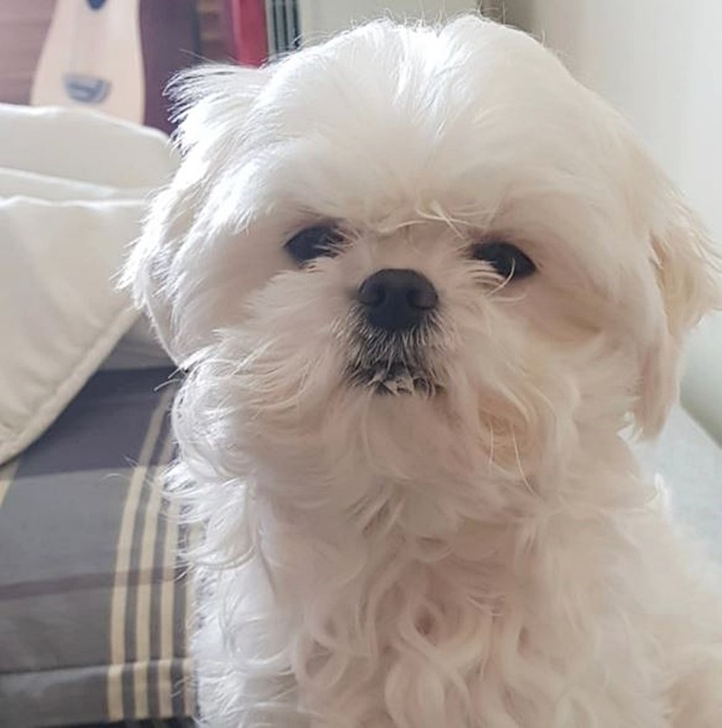 배우 구성환의 반려견 '꽃분이' 모습 / 구성환 인스타그램