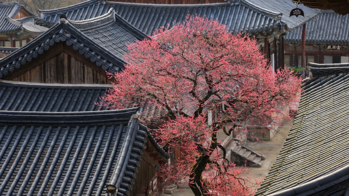 구례 화엄사. 기사 내용 토대로 AI툴 활용해 제작한 자료사진.