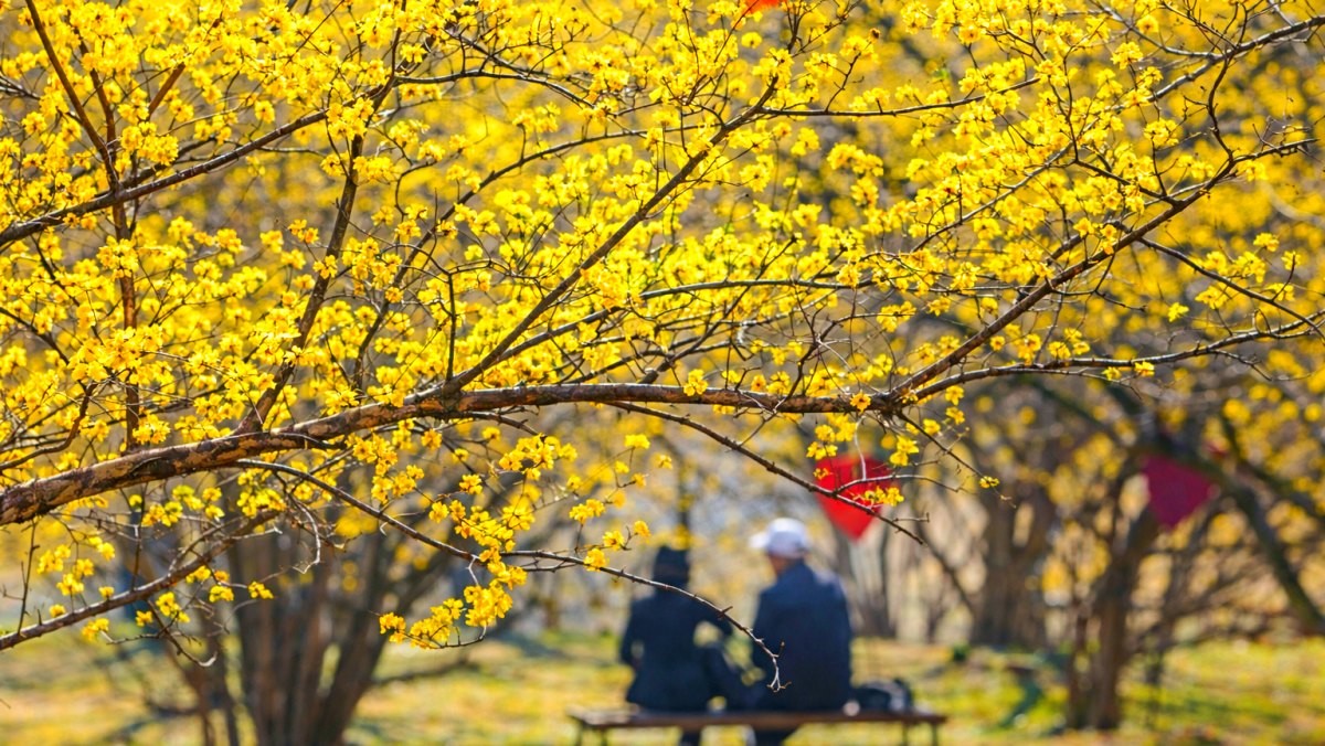 경기도 이천 백사 산수유마을. 기사 내용 토대로 AI툴 활용해 제작한 자료사진.