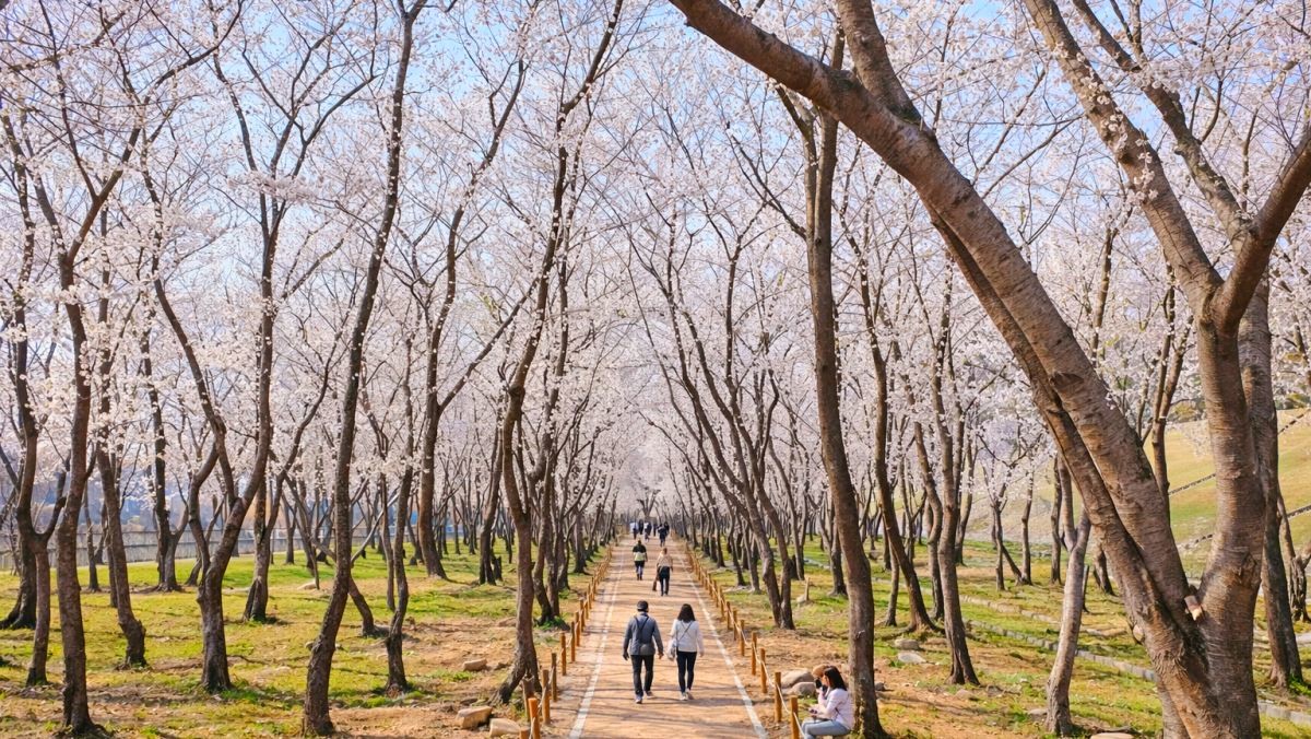 웅동벚꽃단지. / 유튜브 '추천창원 (창원시공식유튜브)'