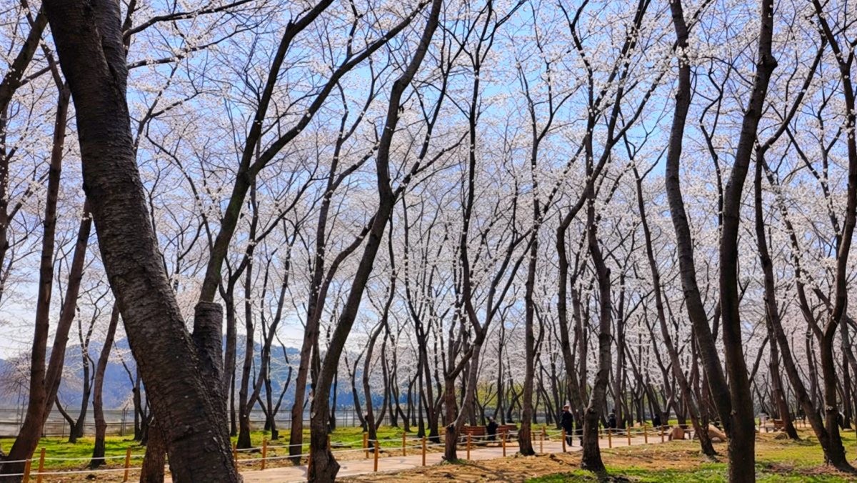 웅동벚꽃단지. / 유튜브 '추천창원 (창원시공식유튜브)'