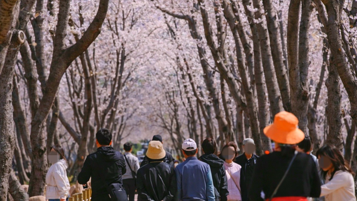 웅동벚꽃단지. / 유튜브 '추천창원 (창원시공식유튜브)'