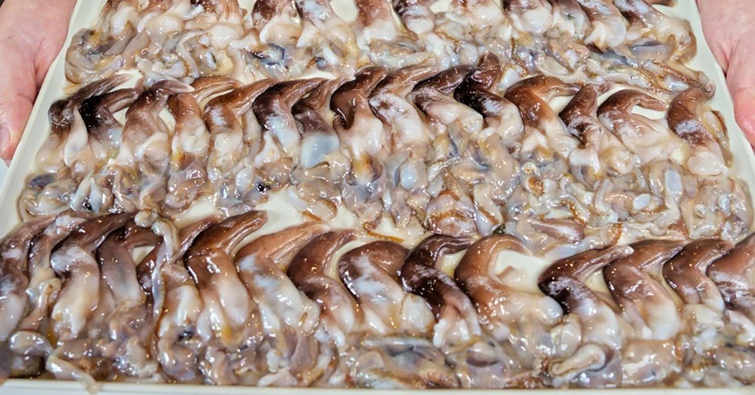 새조개 / '입질의추억TV'