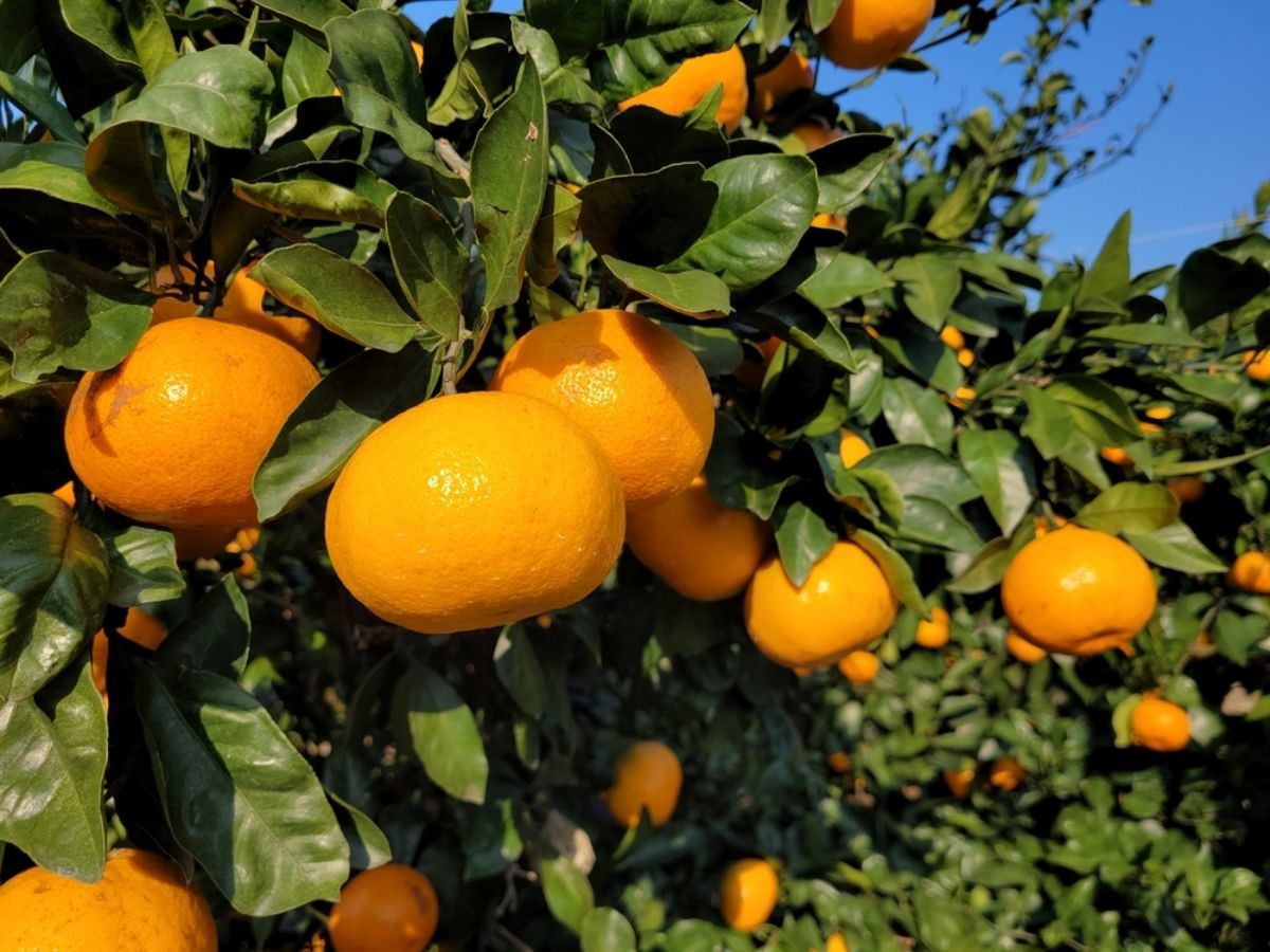 귤 자료사진 / jongholee-shutterstock.com