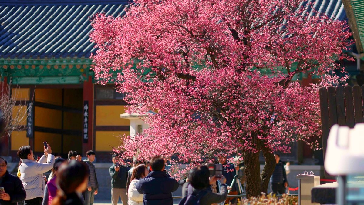 지난 19일 양산 통도사에 홍매화가 활짝 펴 있다.    / 연합뉴스