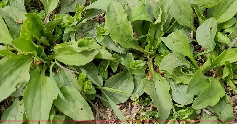 유튜브 '텃밭친구'