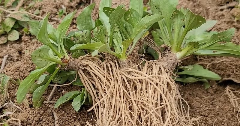 유튜브 '텃밭친구'