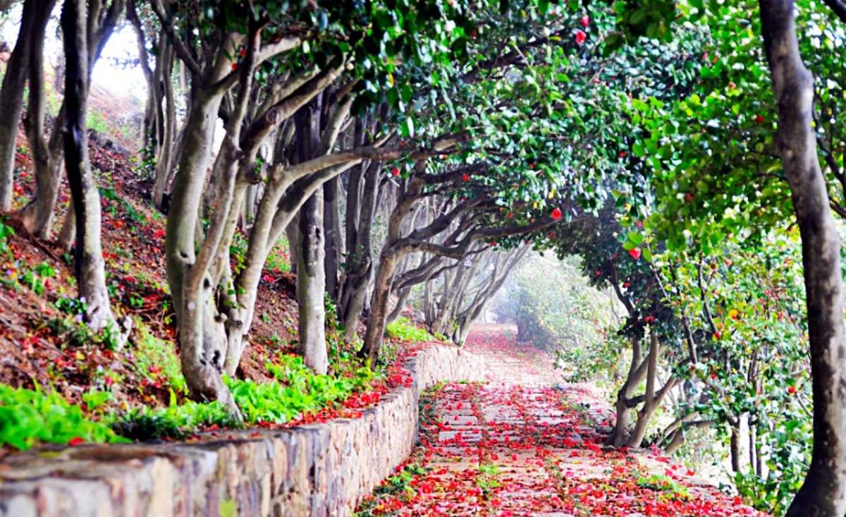 장사도 동백터널 / 통영시 공식 블로그