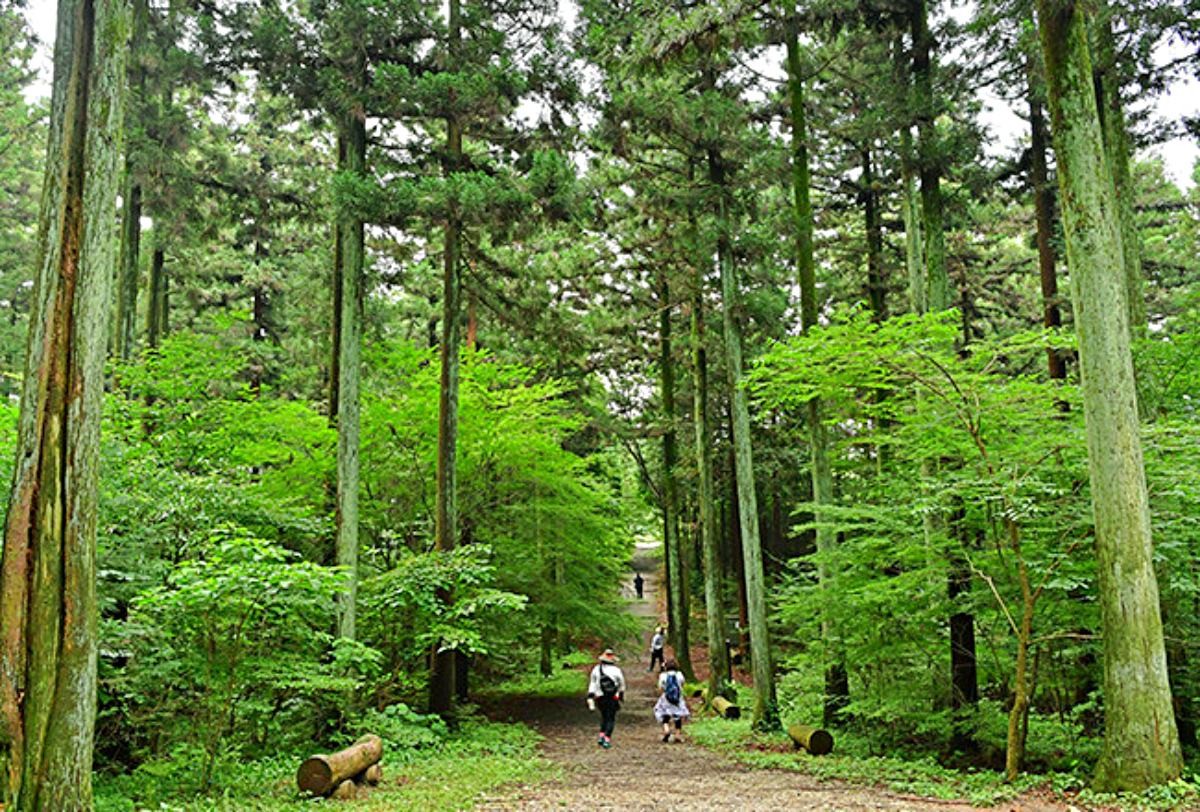 축령산 편백숲. / 장성군 제공