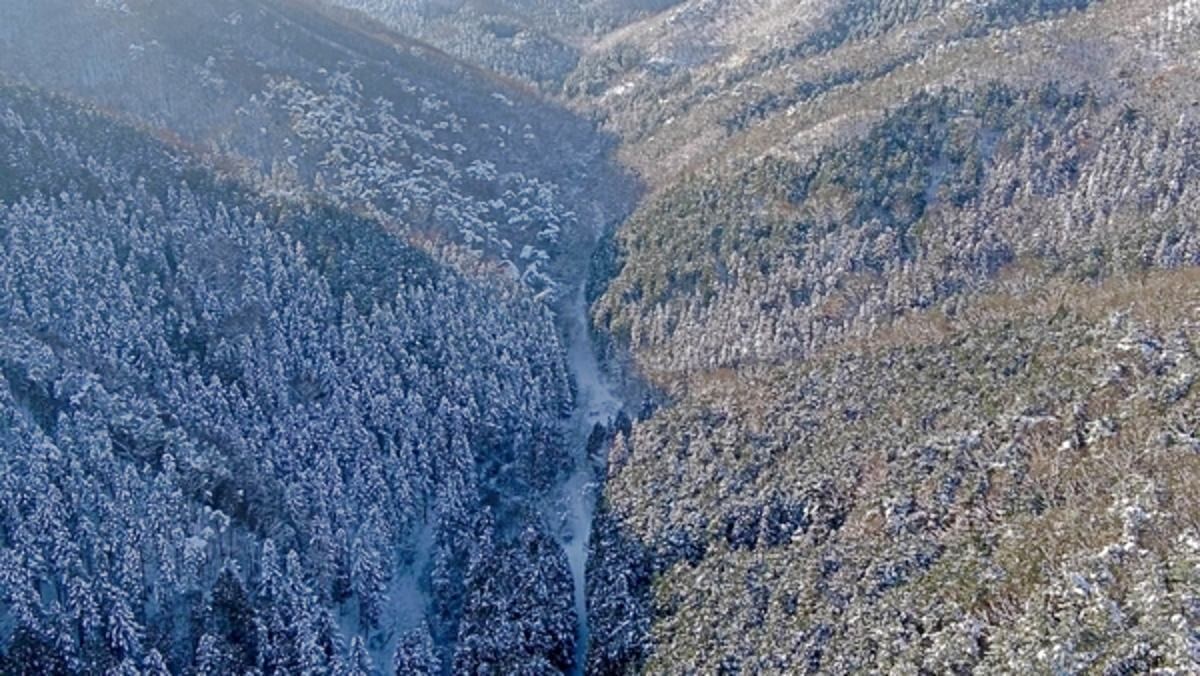 눈 내린 축령산 편백숲. / 장성군 제공