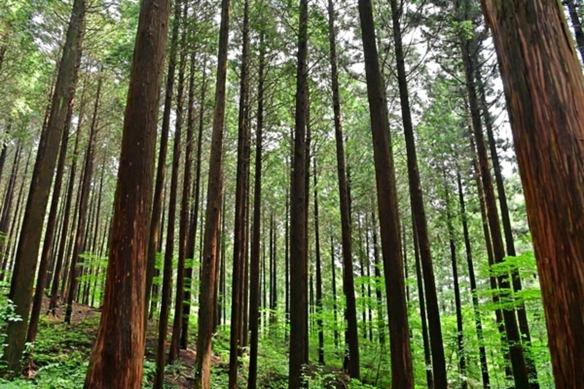 울창한 축령산 편백숲. / 장성군 제공