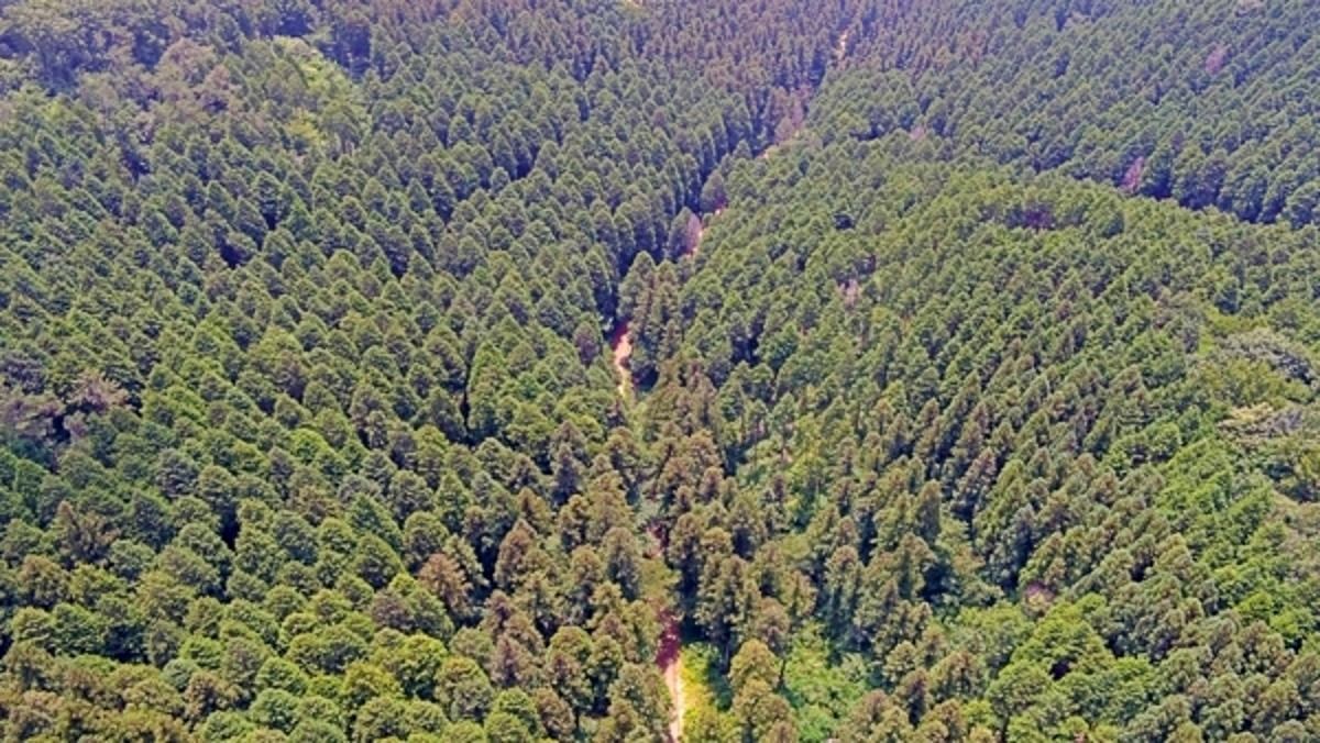 장성 축령산 편백숲. / 장성군 제공