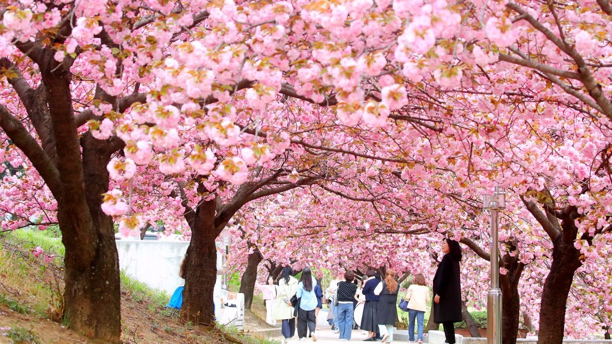 대구대학교 경산캠퍼스 공공인재대학 건물 뒤편 산책로에 활짝 핀 겹벚꽃. / 뉴스1