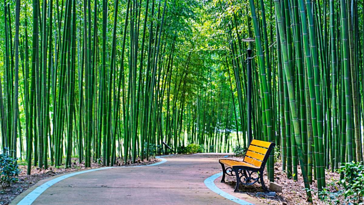 섬진강 대나무숲길 / 구례군청 홈페이지