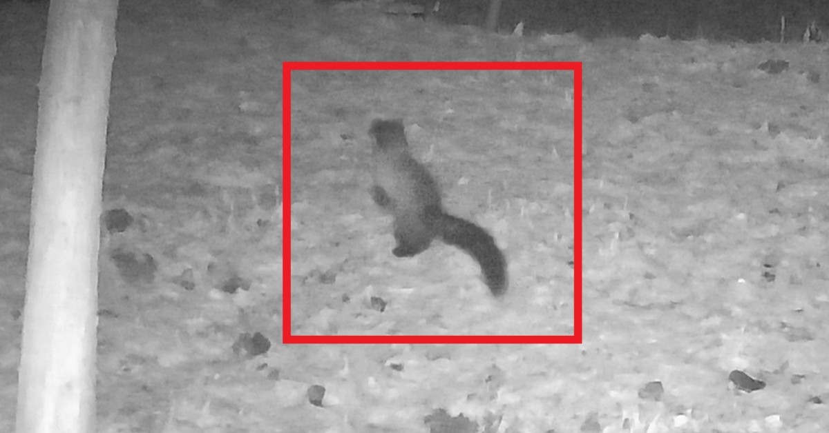 노란목도리담비가 CCTV에 포착된 모습 / 현대모비스 제공