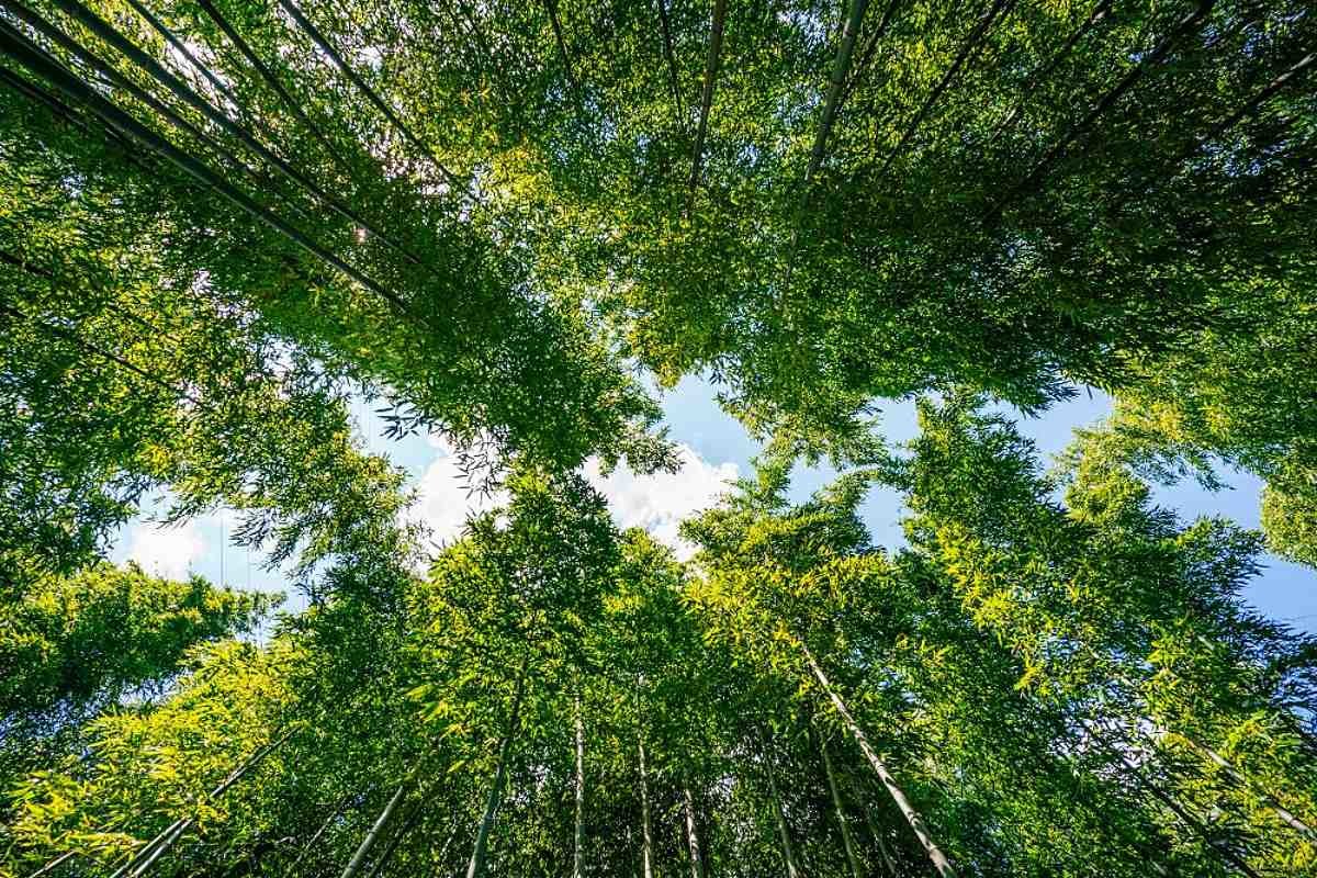 섬진강 대나무숲길 / 구례군청 홈페이지