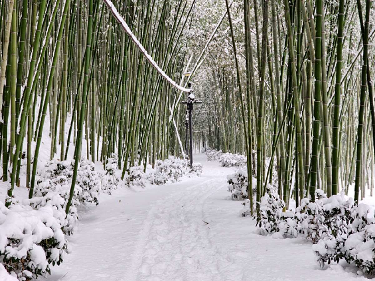 섬진강 대나무숲길 설경 / 구례군청 홈페이지