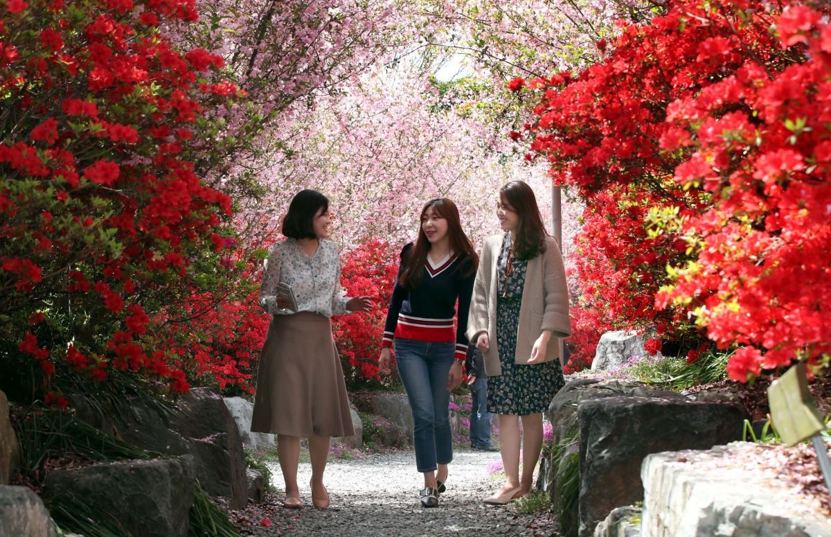 남미륵사 경내 서부 해당화. / 전남 강진군 제공, 뉴스1