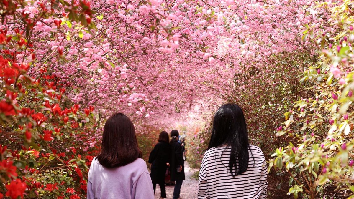 전남 강진의 대표 관광지인 군동면 남미륵사 서부해당화 꽃터널 / 강진군 제공, 뉴스1