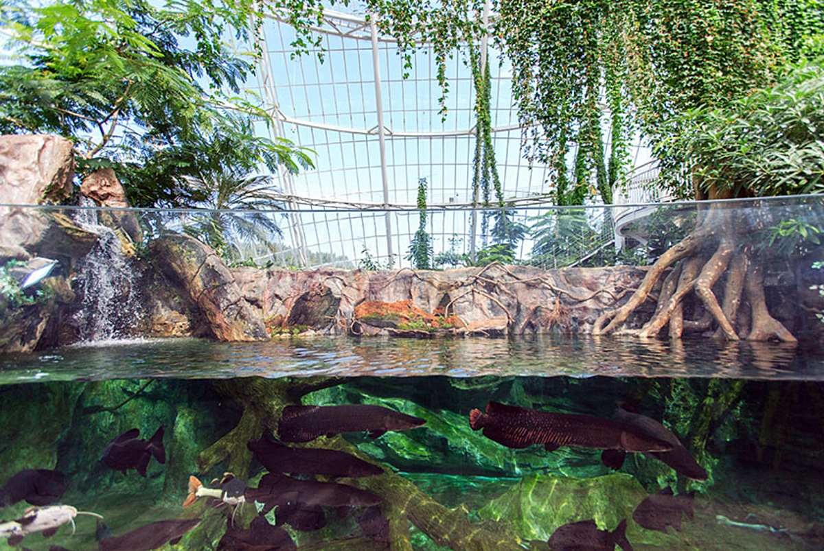 아마존 담수어 / 국립생태원 홈페이지