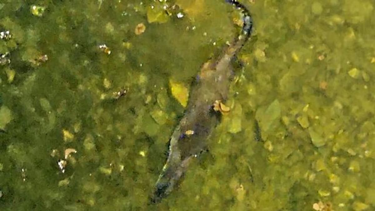 괸산군 괴산읍 에코브릿지 아래 동진천에서 천연기념물인 수달이 헤엄치며 먹이 활동하고 있는 모습. /괴산군 제공