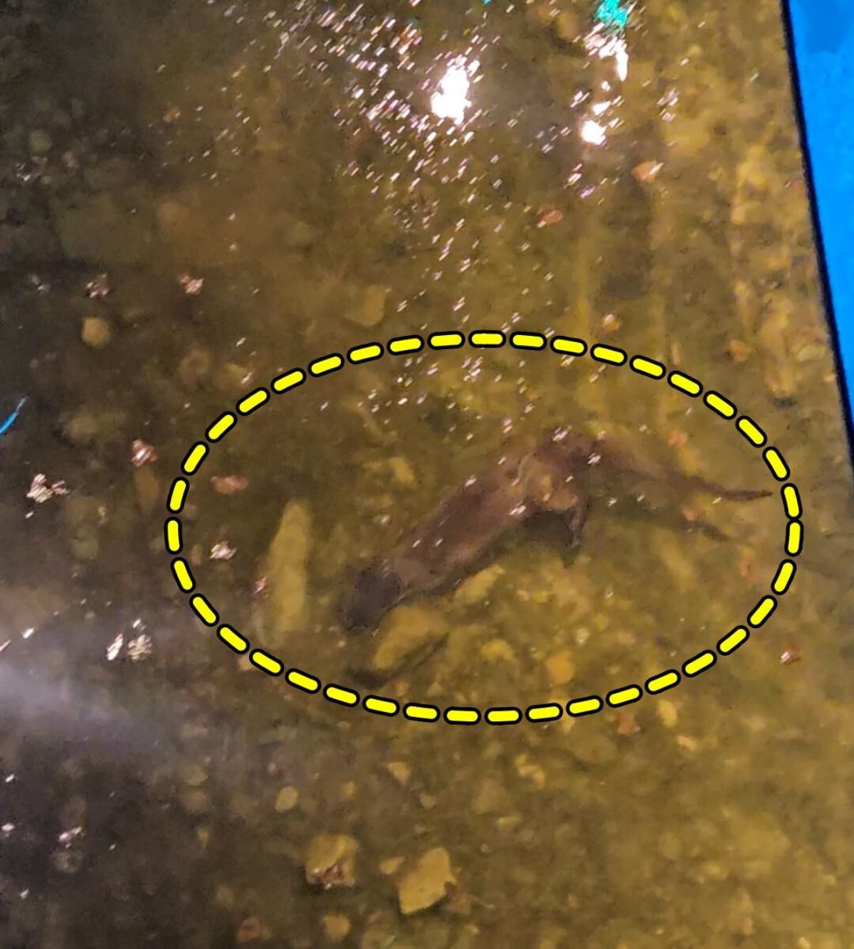 하천에서 천연기념물인 수달이 헤엄치며 먹이 활동을 하고 있다. / 괴산군 제공