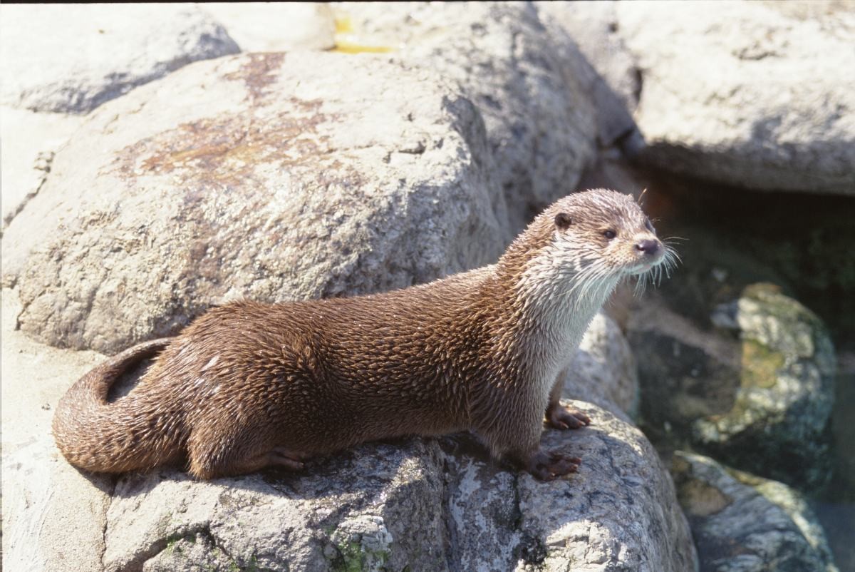 수달의 생김새. 자료사진. / 국립생물자원관