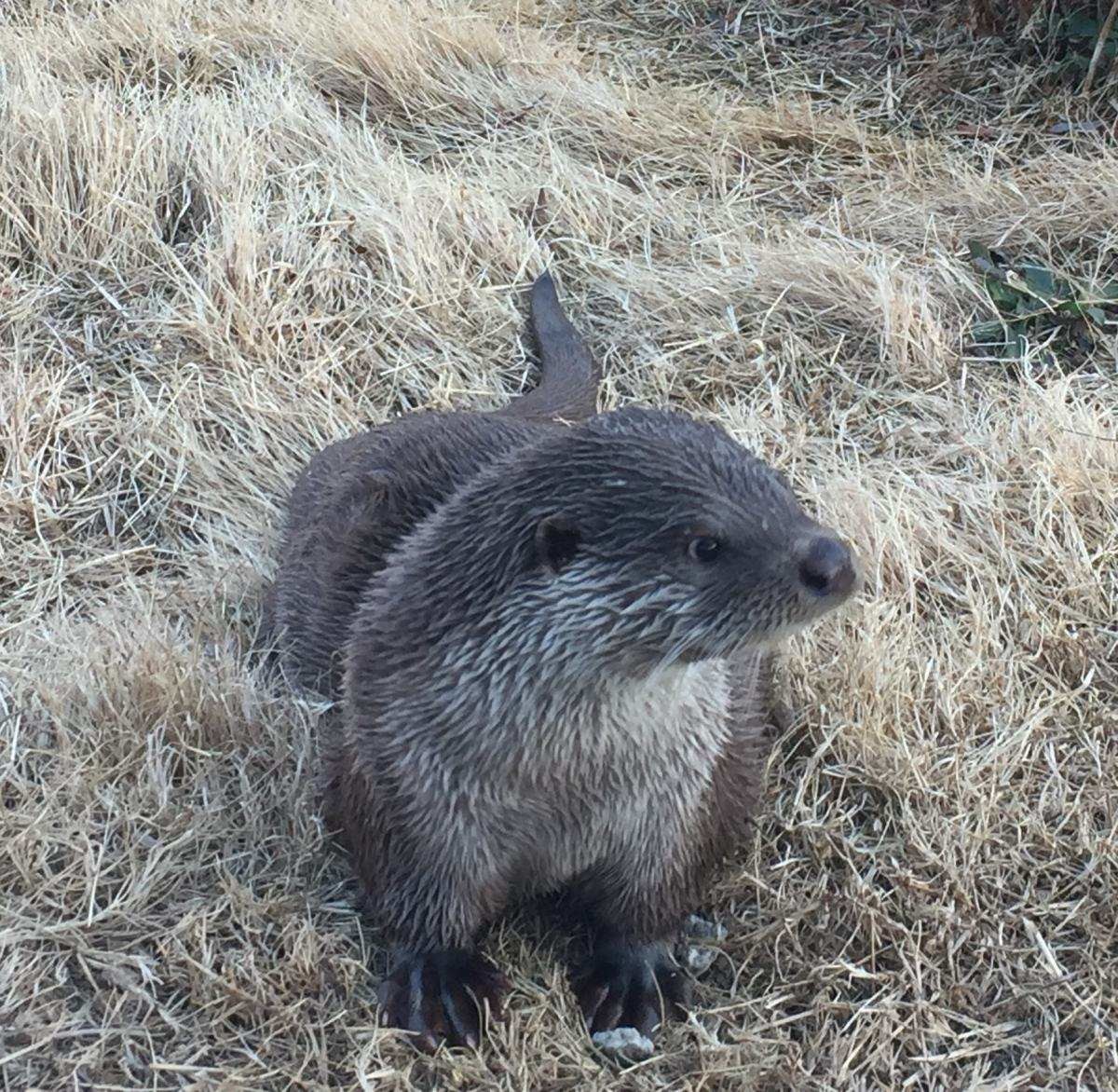 수달 클로즈업샷. 자료사진. / 국립생물자원관