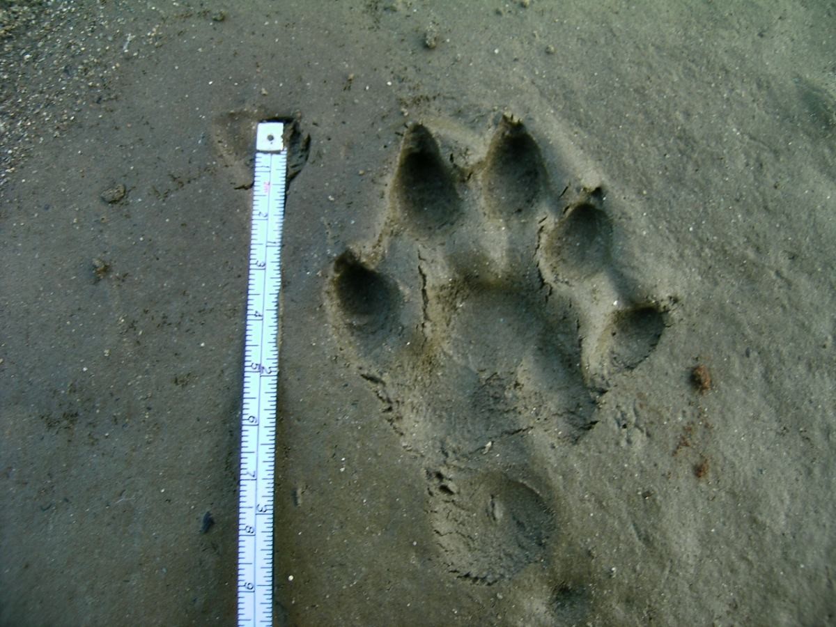 수달 발자국. 자료사진. / 국립생물자원관