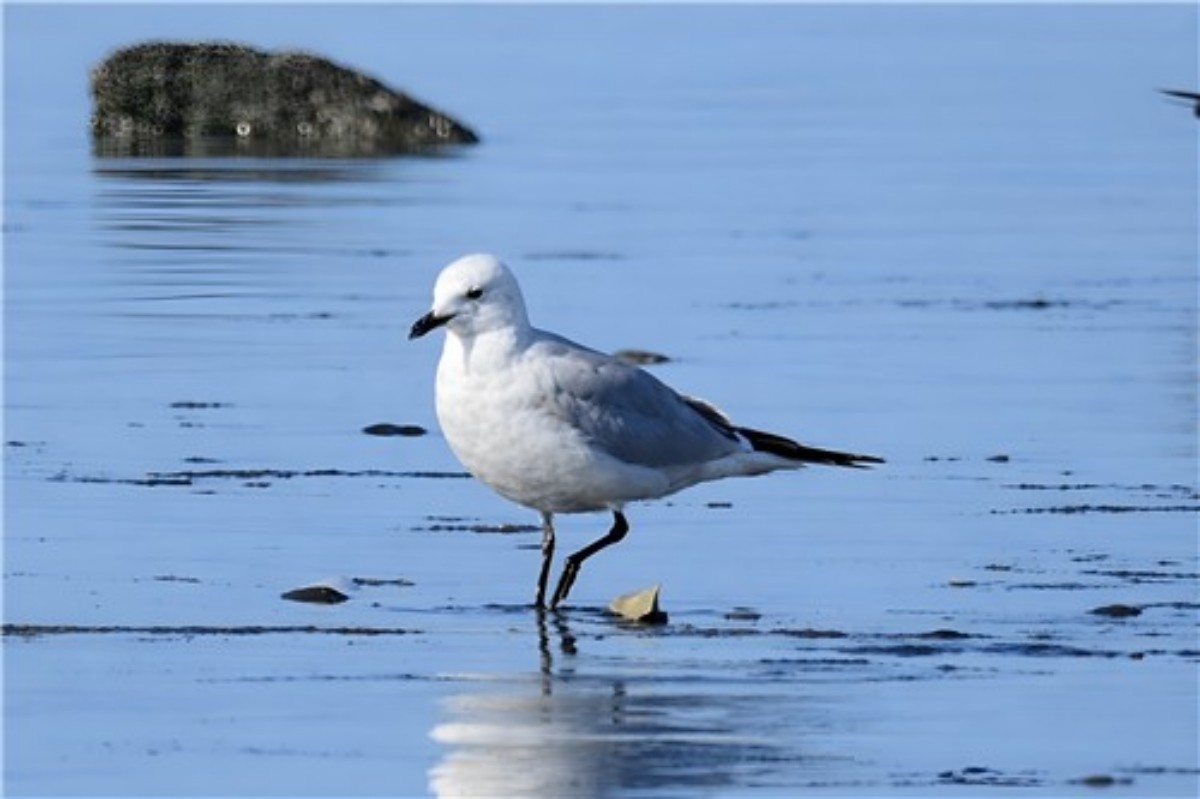 발견된 고대갈매기. / 서천군 지속가능발전협의회 제공