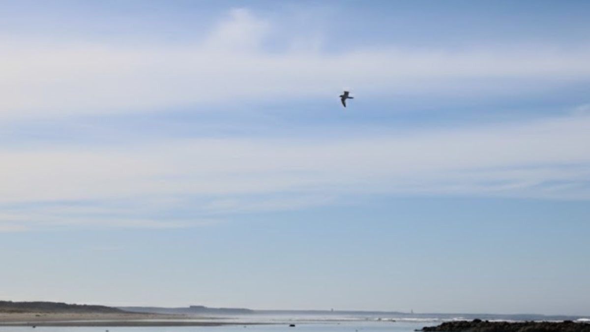 고대갈매기가 하늘로 날아오른 모습. AI가 생성한 자료사진. (실제와 차이가 있음을 알립니다.)