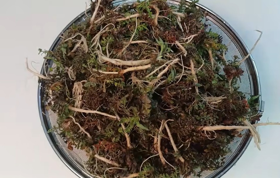 유튜브 '주부나라'