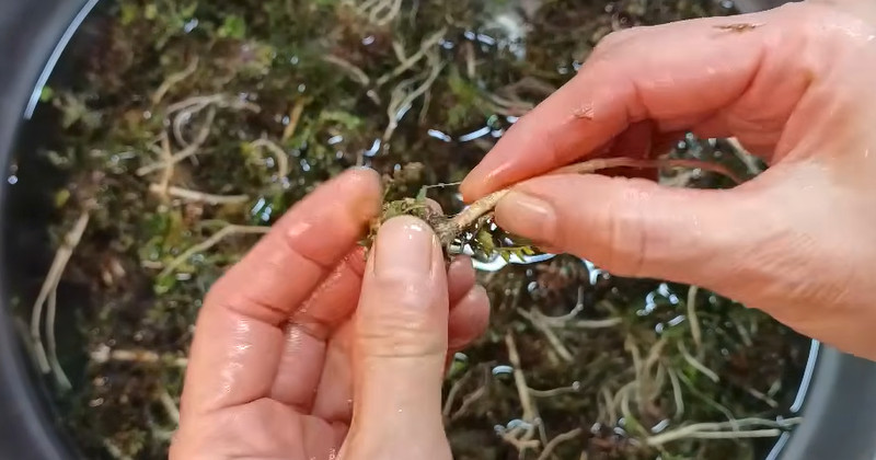 유튜브 '주부나라'