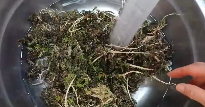 유튜브 '주부나라'