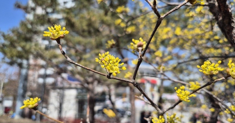 26일 대전충남 지역은 낮 최고기온이 15도 안팎으로 오르며 포근한 날씨가 이어질 전망이다./사진=김지연 기자