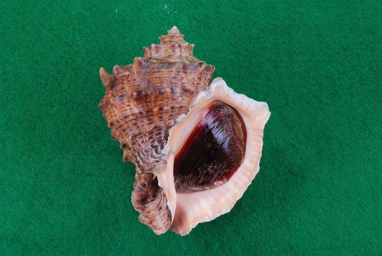 참소라로 흔히 불리는 피뿔고둥. / 국립생물자원관