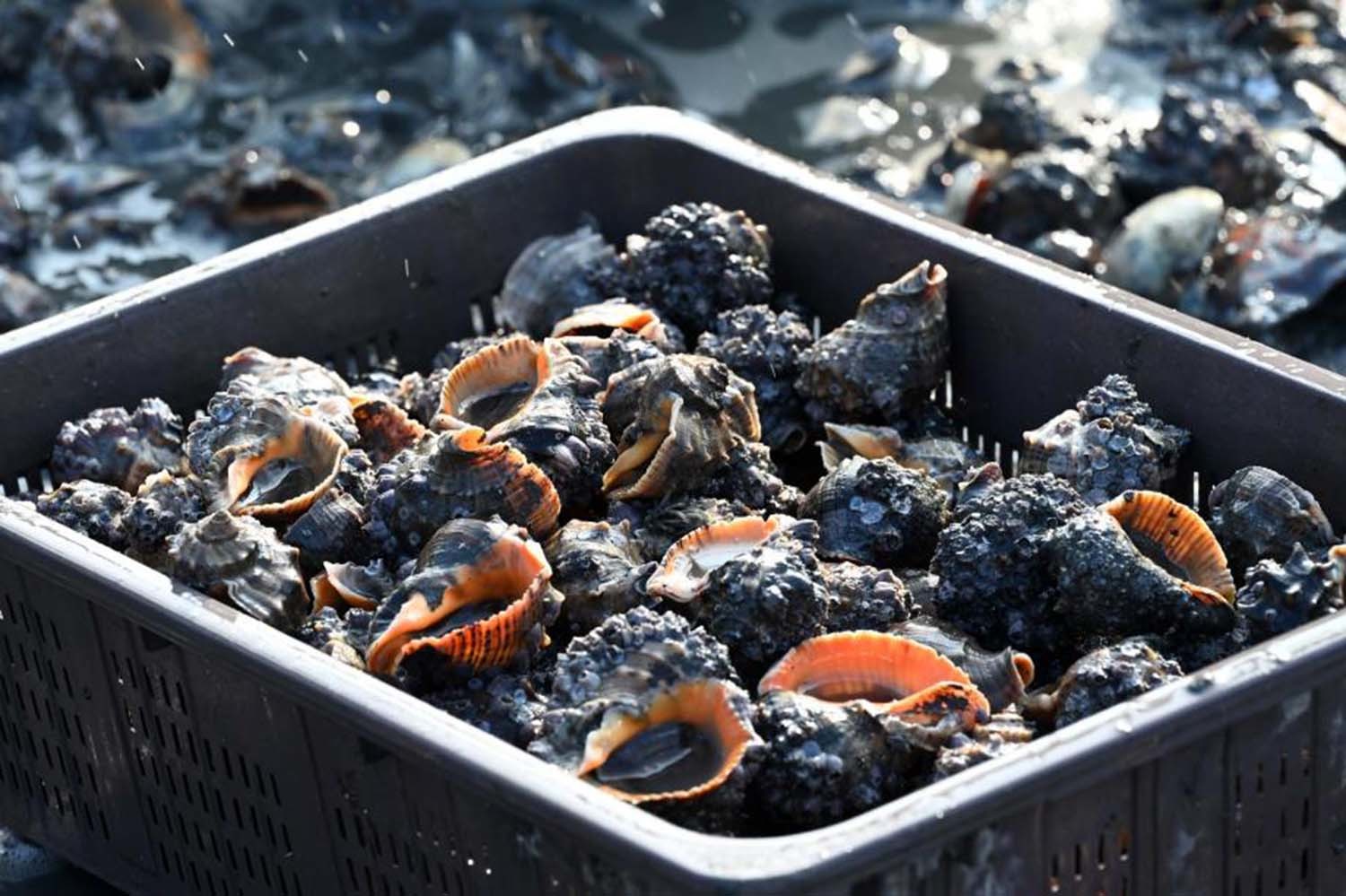 참소라(피뿔고둥) / 홍성군 제공