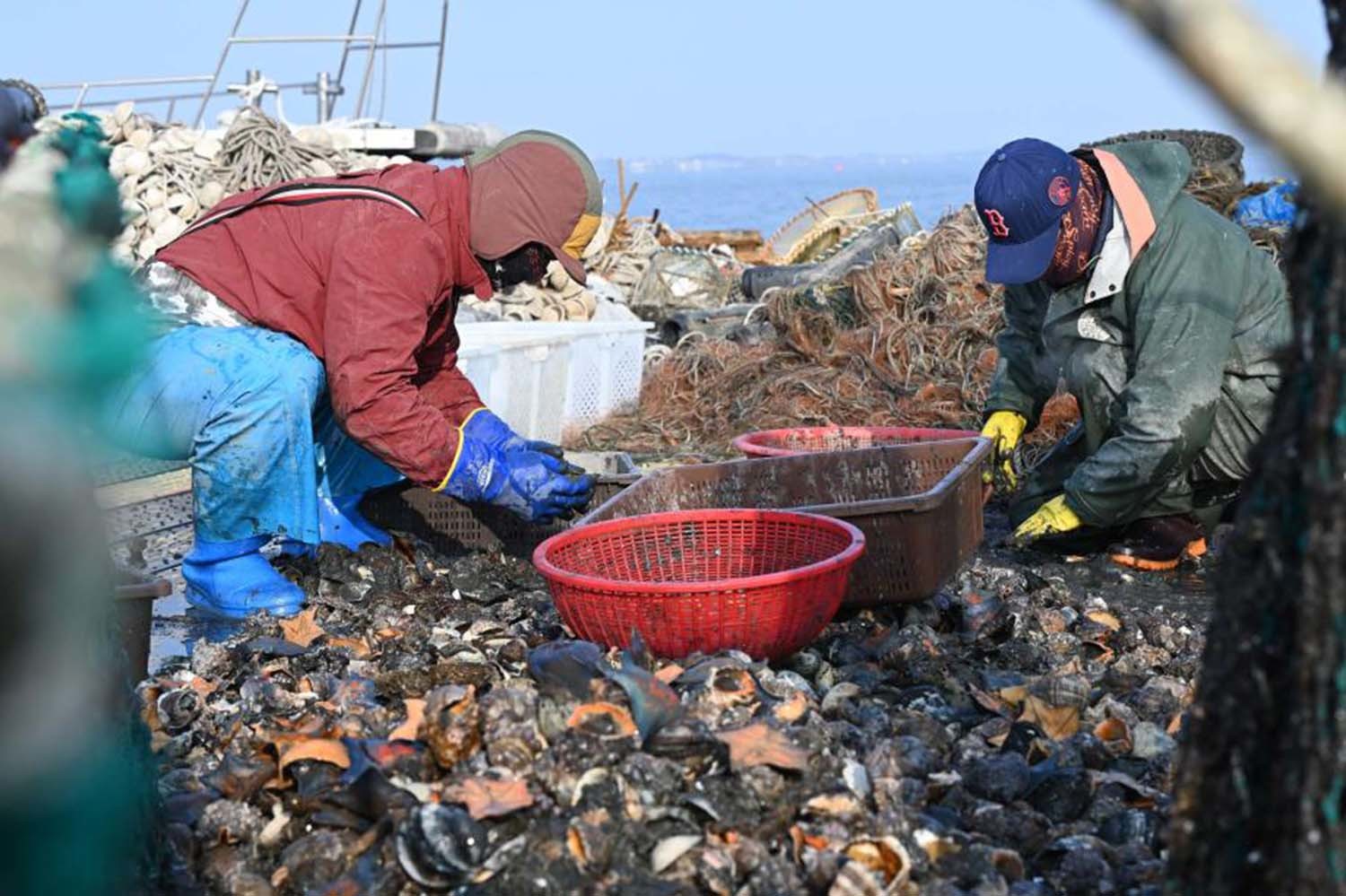 참소라(피뿔고둥) / 홍성군 제공