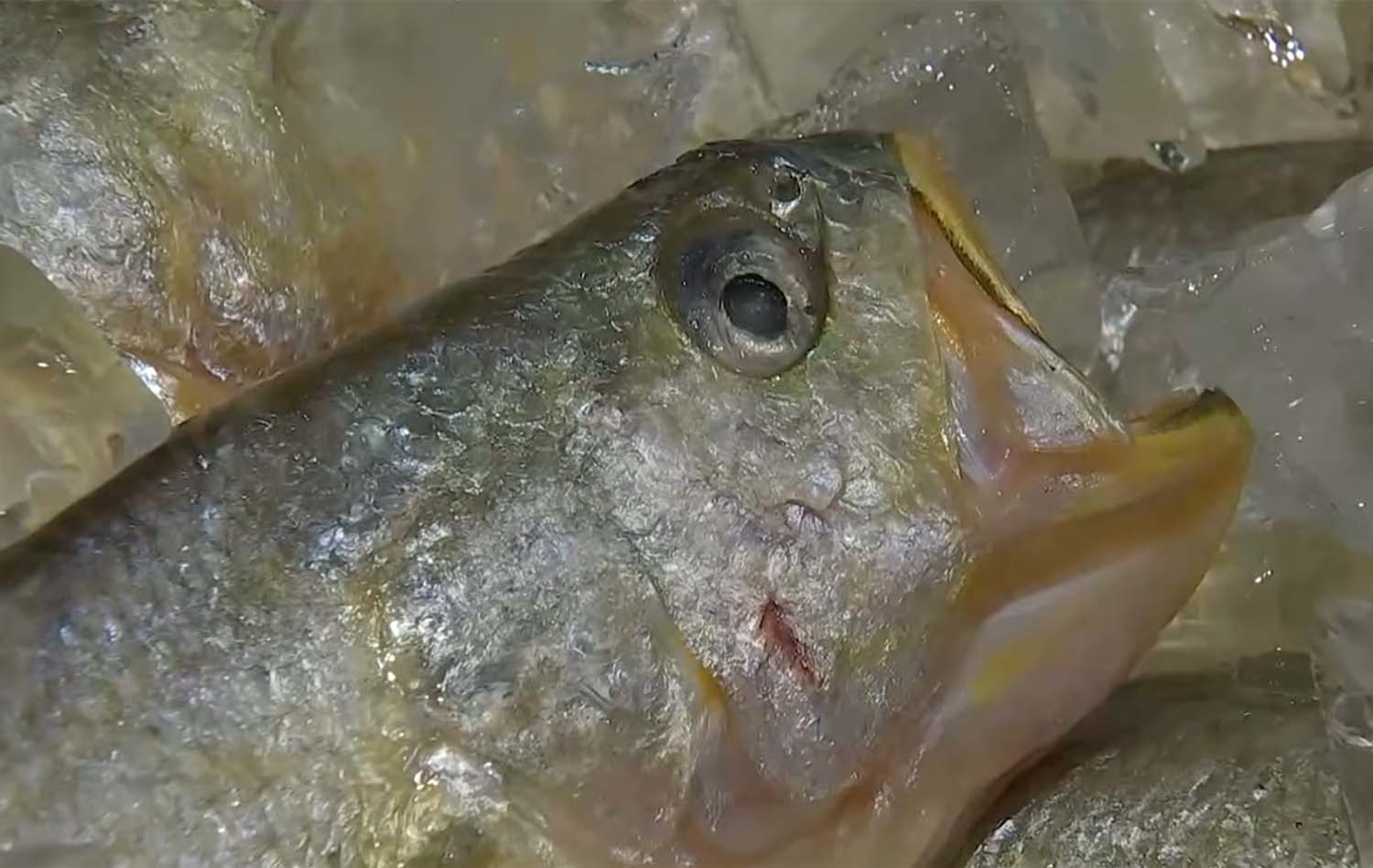 육상양식 기술로 기른 참조기 / MBN