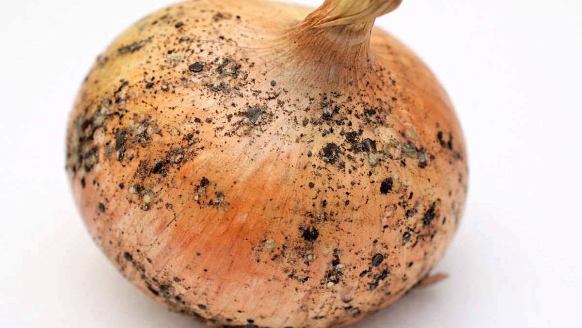 파의 검은 점, 그 정체는?!' 기사 내용 토대로 AI툴 활용해 제작한 자료사진.