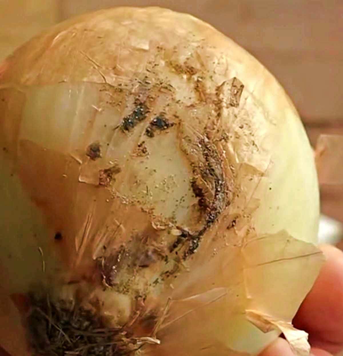 곰팡이가 핀 양파. 먹지 않는 것이 좋다. / 유튜브 'MBClife'