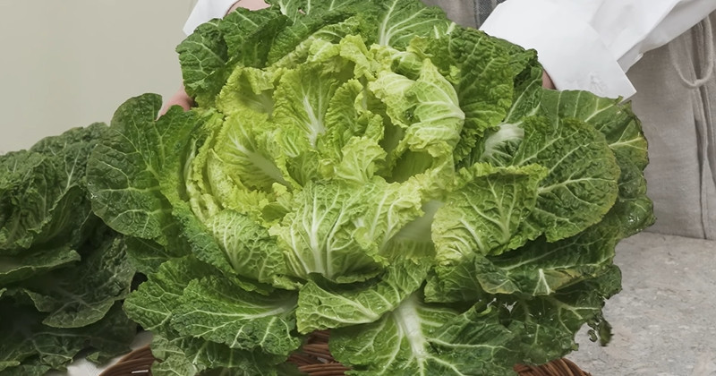 유튜브 '제철건강'